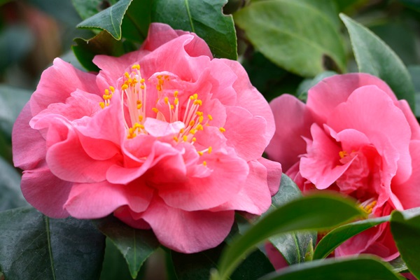 Garden-Center-Images/Shrubs-Camellias3.jpg